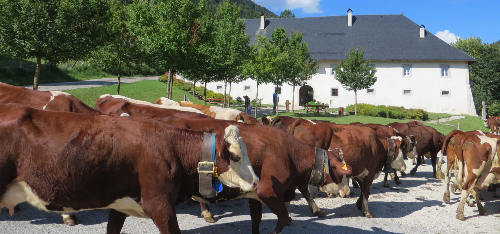 Troupeau de vaches - Chartreuse Aillon