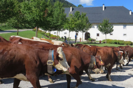 Troupeau de vaches - Chartreuse Aillon