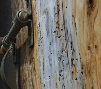 Escape Game Journées Européennes du Patrimoine  – Le plan disparu du Jardin Botanique