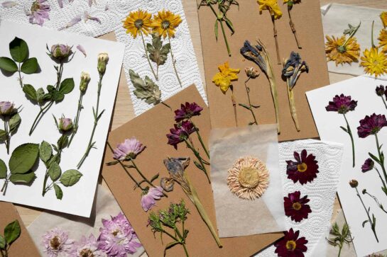Atelier Herbier